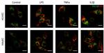 VWF Antibody in Immunocytochemistry (ICC/IF)