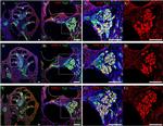 NPR3 Antibody in Immunohistochemistry (IHC)