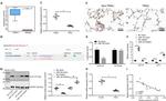 KLF2 Antibody in Immunohistochemistry (Paraffin) (IHC (P))