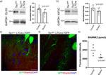 SHANK2 Antibody in Immunohistochemistry (IHC)