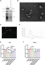 CD81 Antibody in Western Blot (WB)