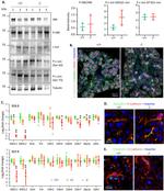 MARVELD2 Antibody in Immunohistochemistry (IHC)