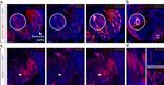 ACE2 Antibody in Immunohistochemistry (IHC)