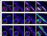 ACE2 Antibody in Immunohistochemistry (IHC)