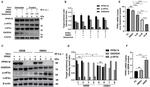 GADD34 Antibody in Western Blot (WB)