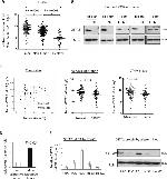 GSTA2 Antibody in Western Blot (WB)