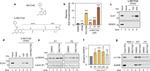 SNRPB Antibody in Western Blot (WB)