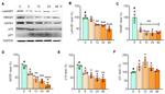 Lamin B1 Antibody in Western Blot (WB)