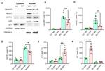 Lamin B1 Antibody in Western Blot (WB)