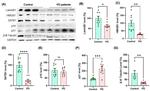 Lamin B1 Antibody in Western Blot (WB)