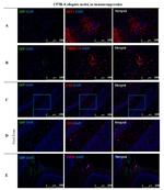 MCP-1 Antibody in Immunocytochemistry (ICC/IF)