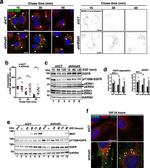 EGFR Antibody in Western Blot (WB)