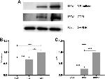 CDH5 Antibody in Western Blot (WB)