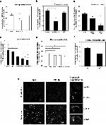 CD11b Antibody in Inhibition Assays (IA)