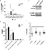 CD63 Antibody in Western Blot (WB)