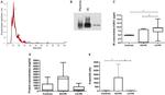 CD63 Antibody in Western Blot (WB)