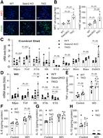 F4/80 Antibody in Immunohistochemistry (IHC)