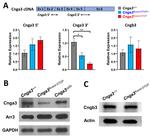 ARR3 Antibody in Western Blot (WB)