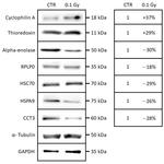 Cyclophilin A Antibody in Western Blot (WB)