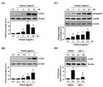 COX2 Antibody in Western Blot (WB)