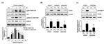 COX2 Antibody in Western Blot (WB)