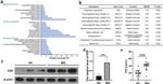 PZP Antibody in Western Blot (WB)