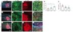 GFAP Antibody in Immunocytochemistry (ICC/IF)