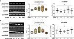 proBDNF Antibody in Western Blot (WB)