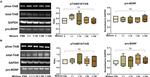 proBDNF Antibody in Western Blot (WB)