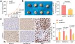 TNFRSF14 Antibody in Immunohistochemistry (IHC)