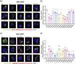 Calnexin Antibody in Immunocytochemistry (ICC/IF)