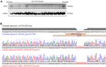 FPR1 Antibody in Western Blot (WB)