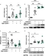 NOX4 Antibody in Western Blot (WB)