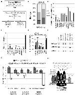 SRSF1 Antibody in Western Blot, Immunoprecipitation (WB, IP)