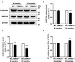 INPP5A Antibody in Western Blot (WB)