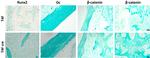 RUNX2 Antibody in Immunohistochemistry (IHC)