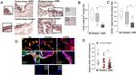 ACE2 Antibody in Immunohistochemistry (IHC)