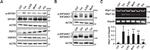 CHOP Antibody in Western Blot (WB)