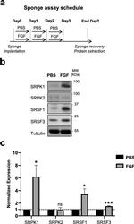 SRSF3 Antibody in Western Blot (WB)