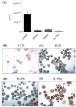 CD127 Antibody in Immunocytochemistry (ICC/IF)