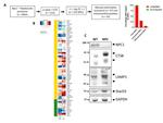 STARD3 Antibody in Western Blot (WB)