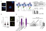 SCRIB Antibody in Western Blot, Immunoprecipitation (WB, IP)