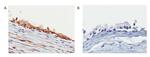 DMRT3 Antibody in Immunohistochemistry (IHC)