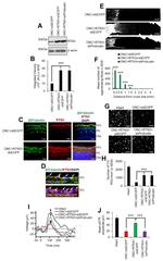 GAP43 Antibody in Immunohistochemistry (IHC)