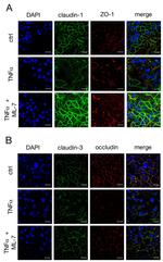 Claudin 3 Antibody in Immunocytochemistry (ICC/IF)