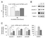 Claudin 3 Antibody in Western Blot (WB)