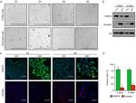 Cytokeratin 8 Antibody in Western Blot (WB)