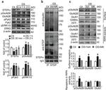 Ubiquitin Antibody in Western Blot (WB)