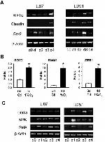 MKP2 Antibody in Western Blot (WB)