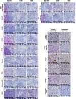 F4/80 Antibody in Immunohistochemistry (IHC)